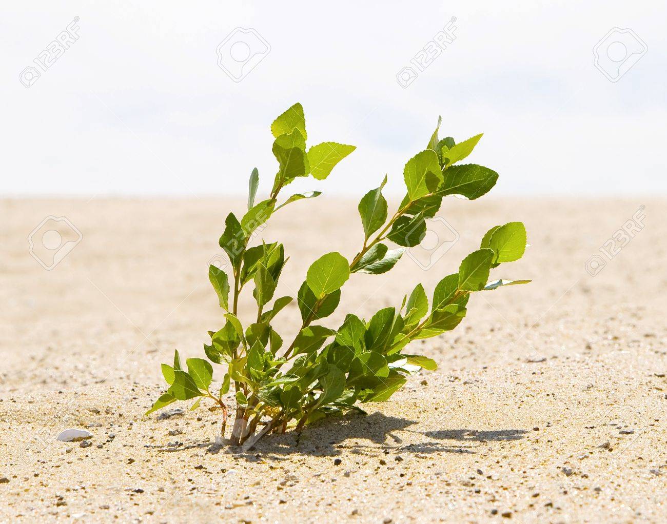 緑色植物は成長する砂漠の砂の谷 の写真素材 画像素材 Image