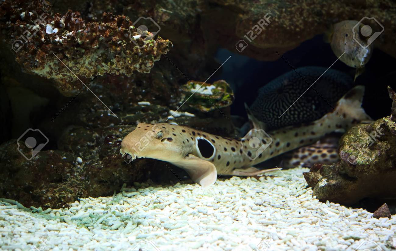 猫鮫珊瑚礁の熱帯魚 の写真素材 画像素材 Image 1646