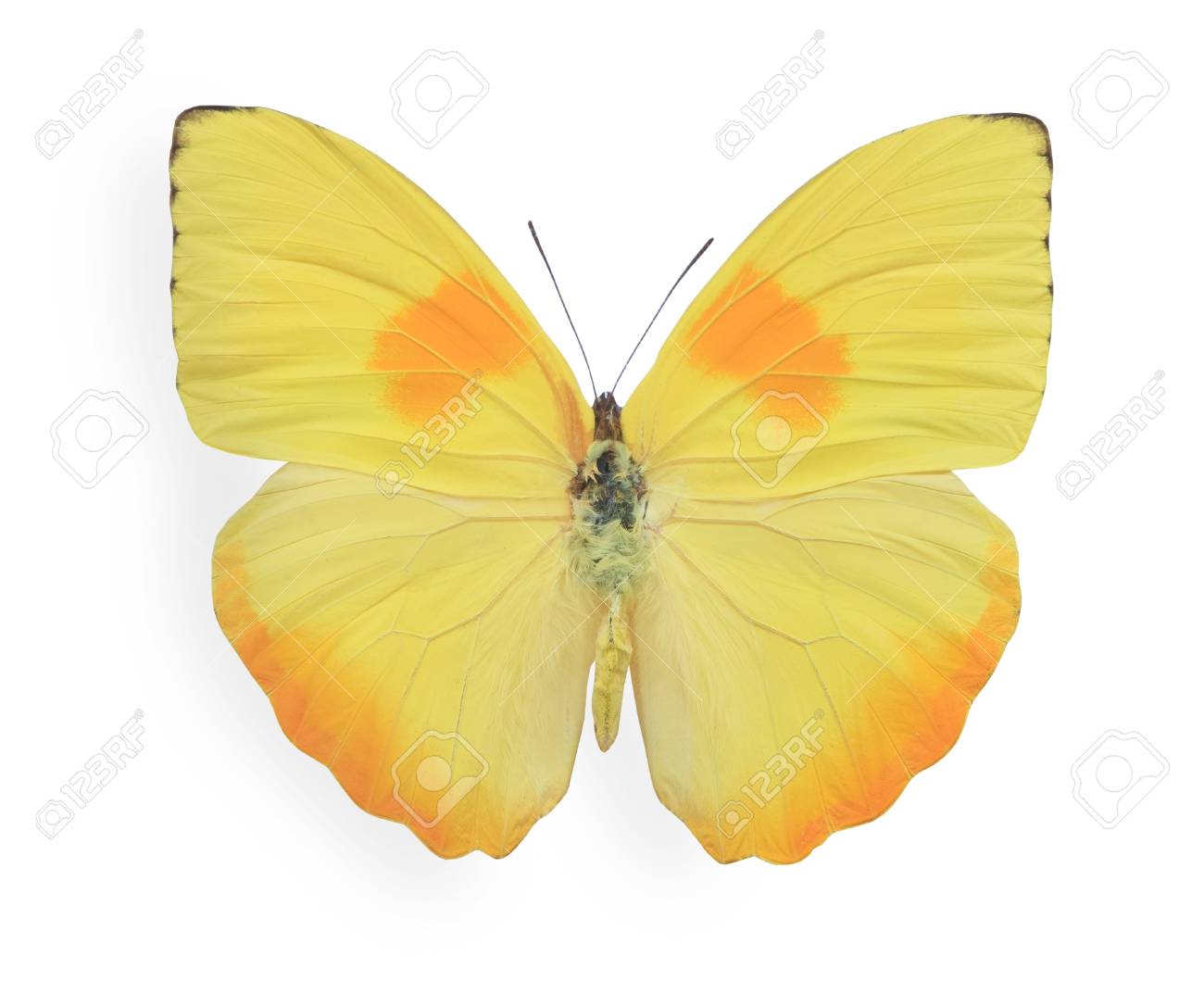 黄色の蝶が白で隔離 の写真素材 画像素材 Image 4338