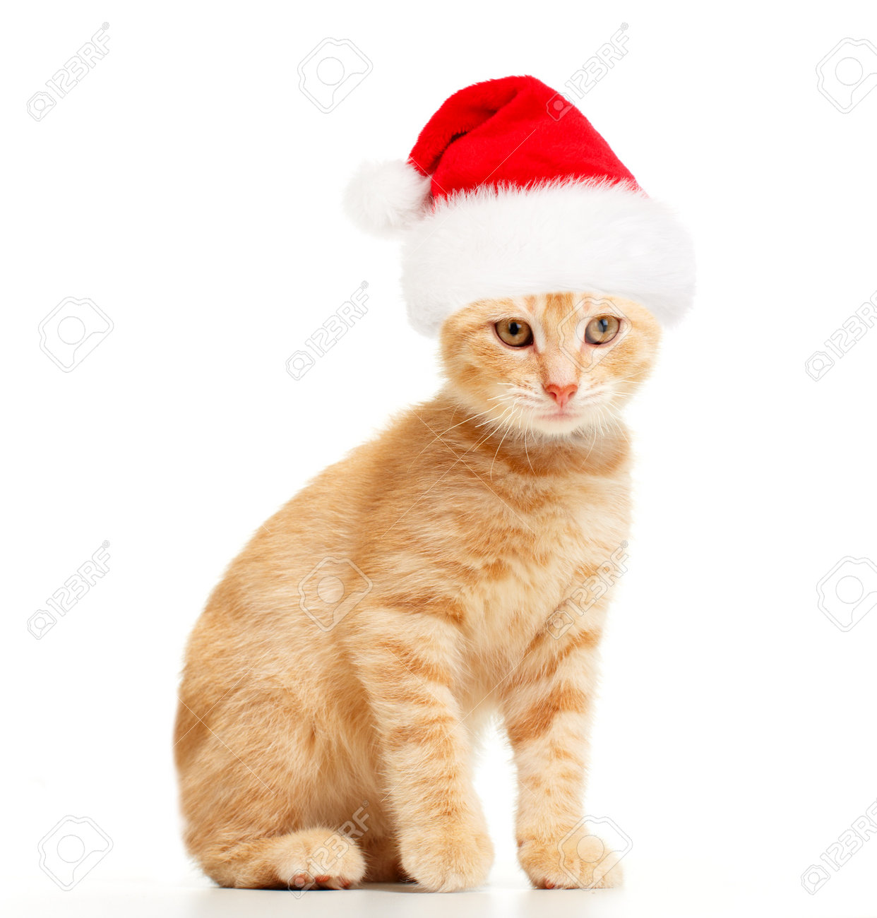 santa cat stock photo picture and royalty free image image 10757174