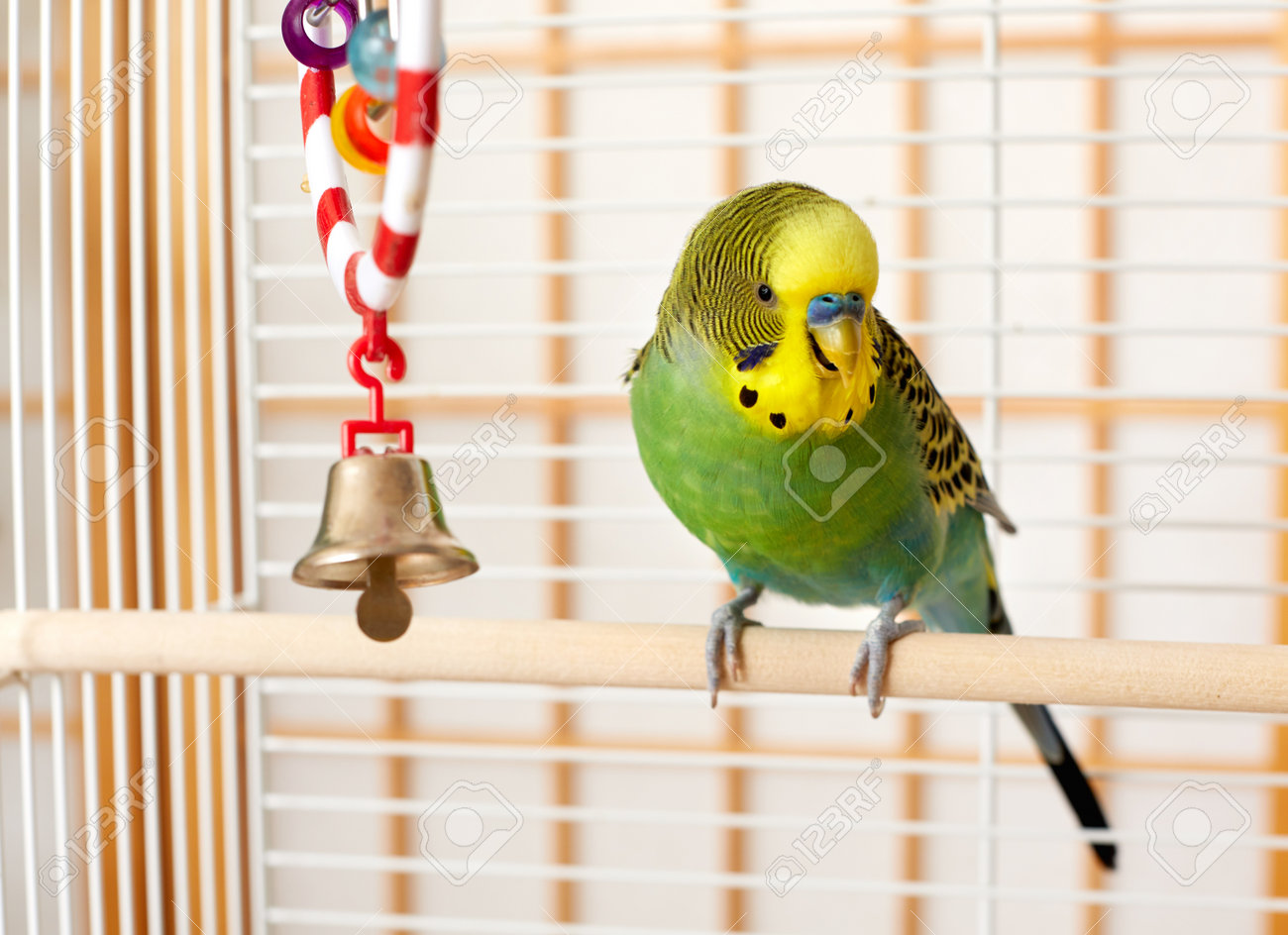 budgie in cage