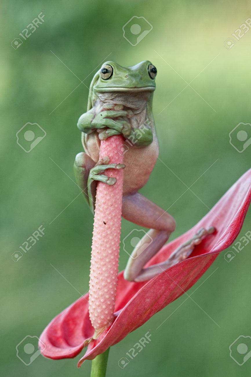 芽に立っている木のカエル ずんぐりしたカエル の写真素材 画像素材 Image 2255