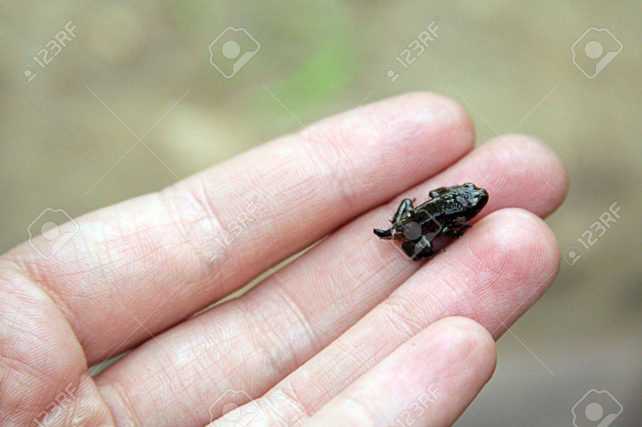 Tiny Frog On A Palm Stock Photo Picture And Royalty Free Image Image