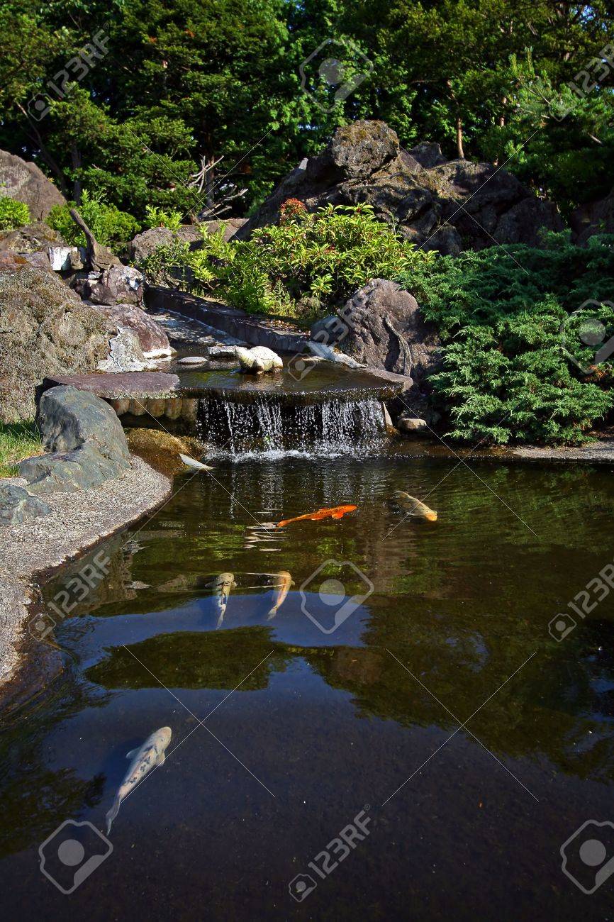 夏の日本庭園の池に鯉と赤い橋♪♪かもの親子 夏の日本庭園の池に鯉と赤い橋♪♪かもの親子