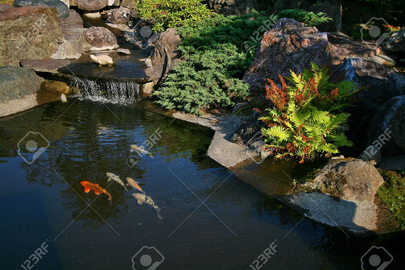 夏の日本庭園の池に鯉と赤い橋♪♪かもの親子