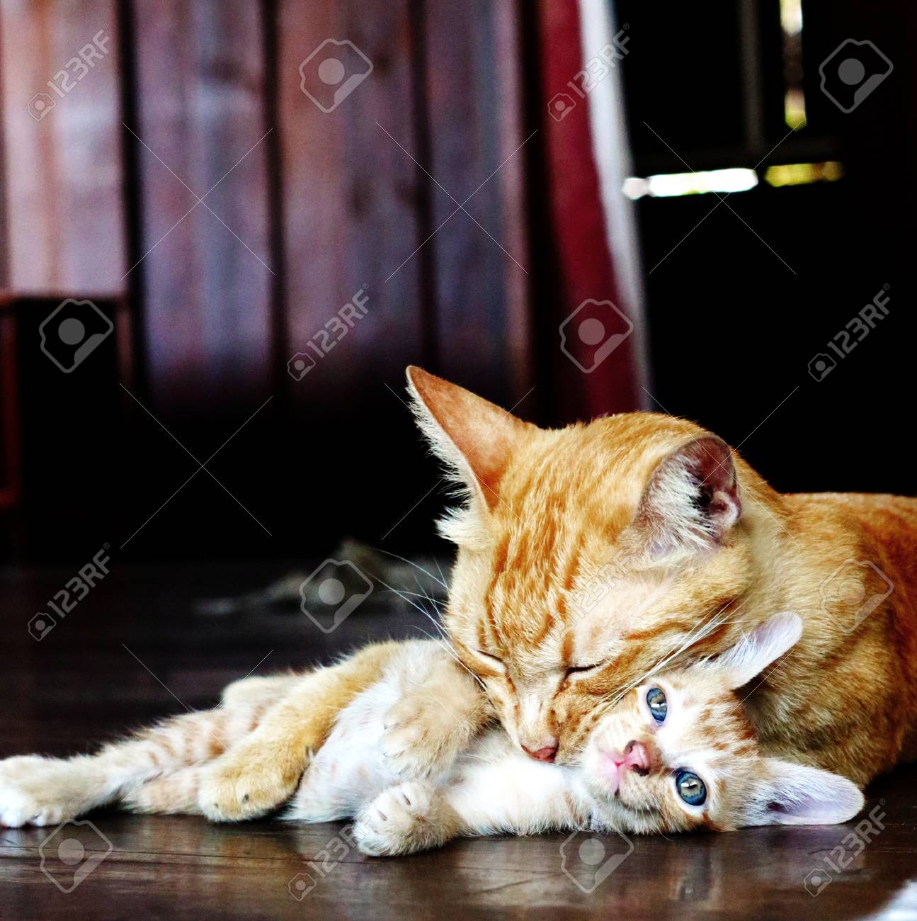 etiam-dictum-ipsum-a-felis