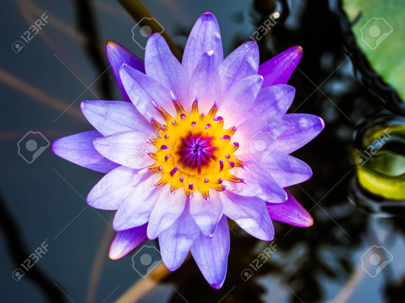 etiam-dictum-ipsum-a-felis