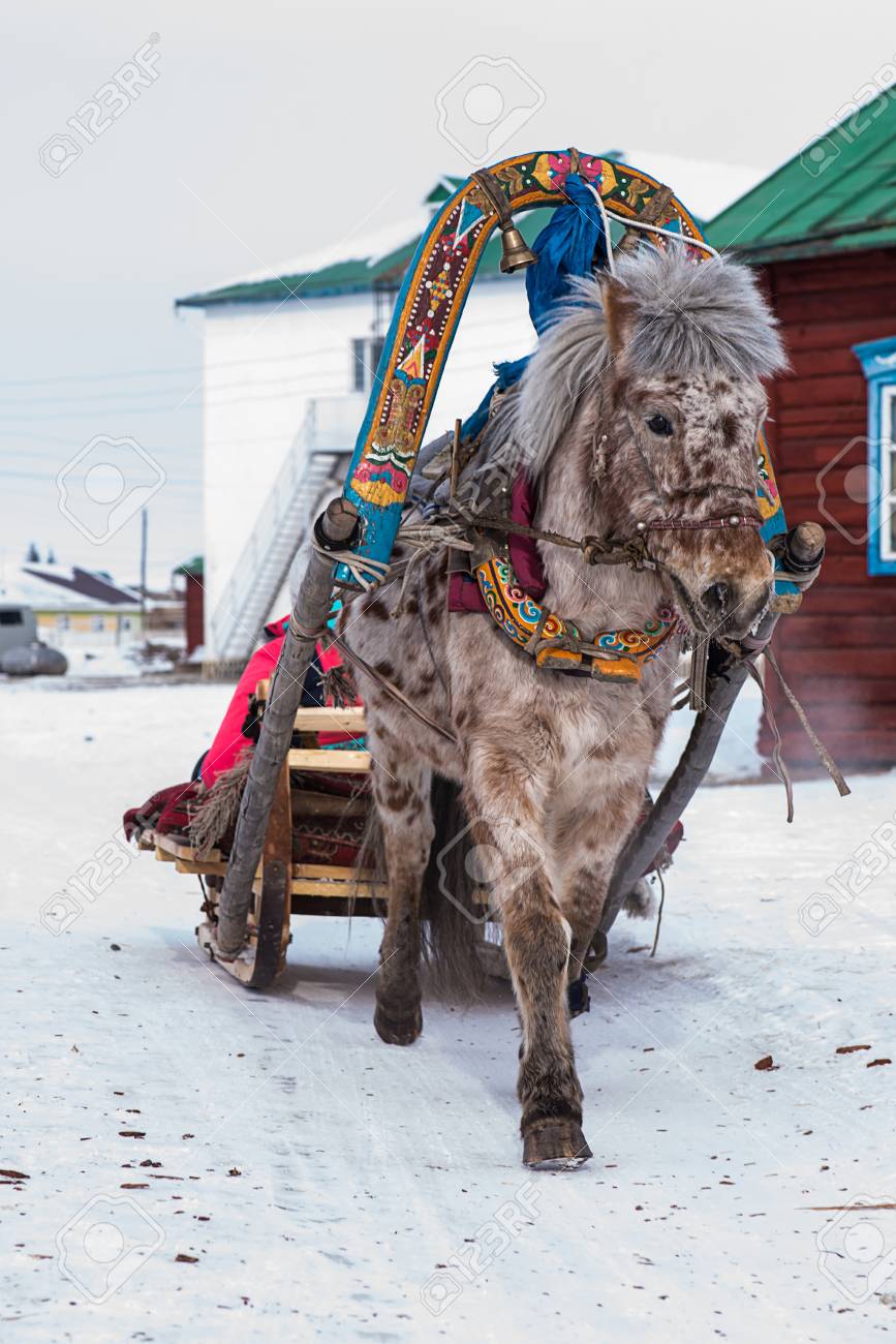 horse pulling sleigh in winter mongolia stock photo picture and