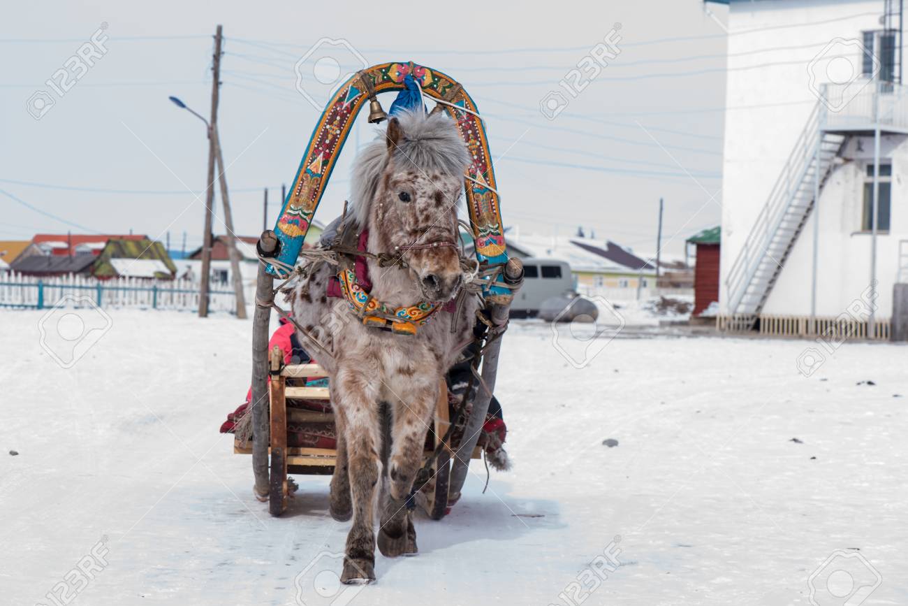 horse pulling sleigh in winter mongolia stock photo picture and