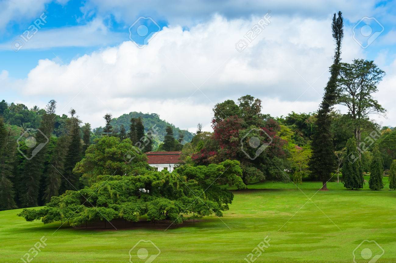 フィカス Benjamina とペラデニア植物園の緑の芝生に大きな常緑高木 キャンディ スリランカ の写真素材 画像素材 Image