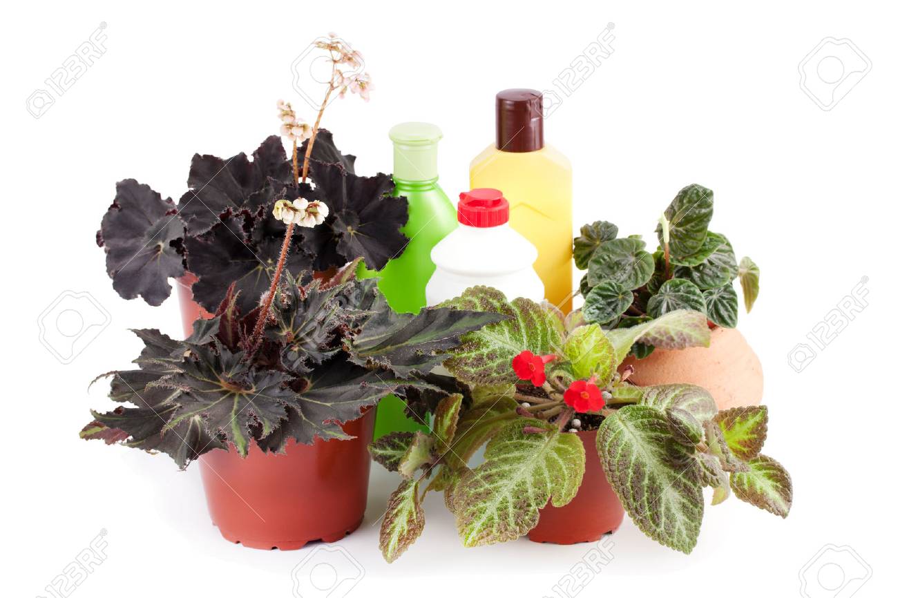 美しいベゴニア サダソウ属 ミズ ハング撃墜 Episcia や化学肥料 農薬 殺虫剤の白い背景に分離されました ハイブリッド ベゴニア暗いマンボ の写真素材 画像素材 Image