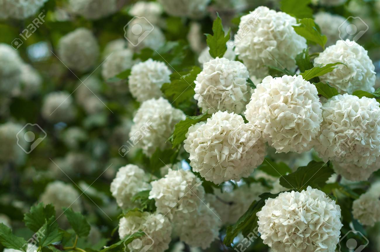 Boule De Neige Viorne Obier Viburnum Opulus Viorne Obier