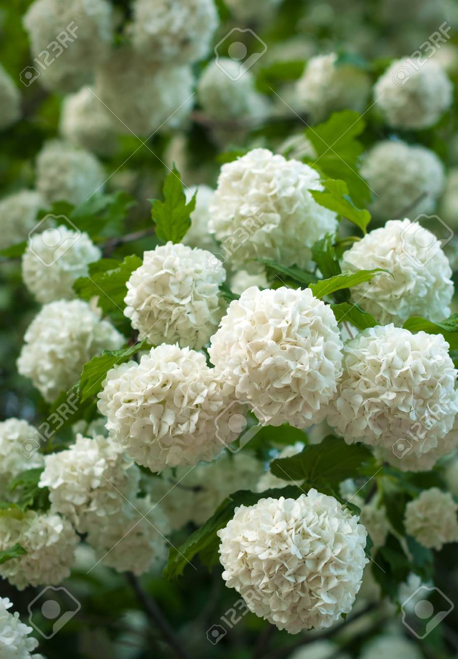 Les Têtes De Fleurs De Boules De Neige Chinoises Sont Enneigées Floraison De Belles Fleurs Blanches Dans Le Jardin Dété Grottes Délicates De Fleurs