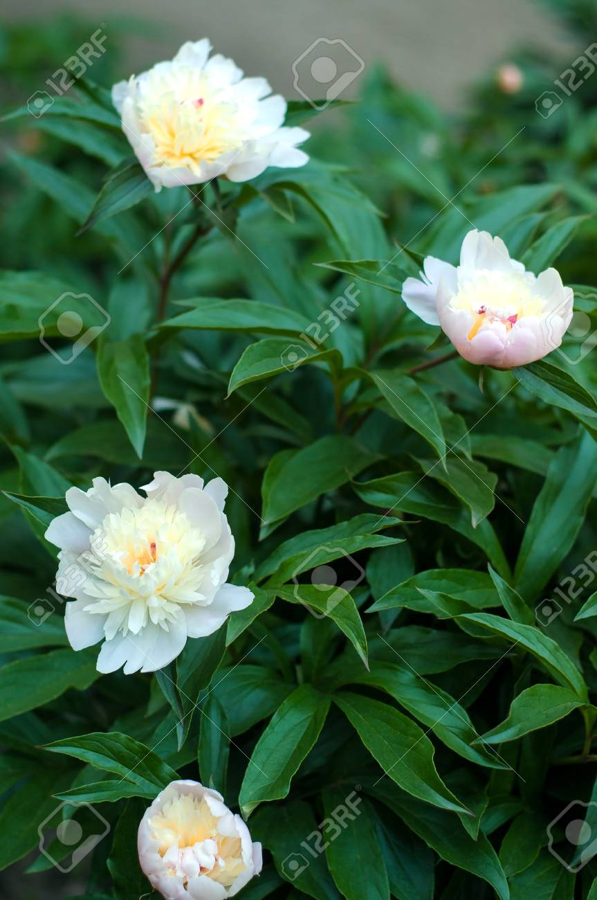 庭に Unblown 蕾の白い牡丹のグループ ぼやけた緑の葉の背景に白い牡丹を咲かせる の写真素材 画像素材 Image
