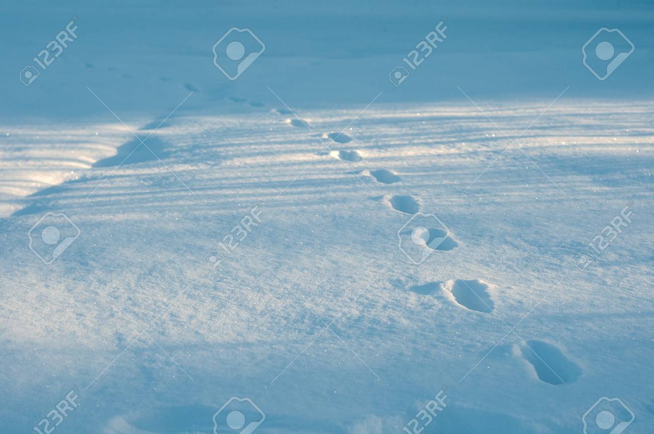 Gros Plan Des Empreintes De Pas Dans La Neige Fraiche Dans Le Matin Glacial Les Traces D Animaux Dans La Neige La Plus Profonde Sur Le Terrain Banque D Images Et Photos Libres De