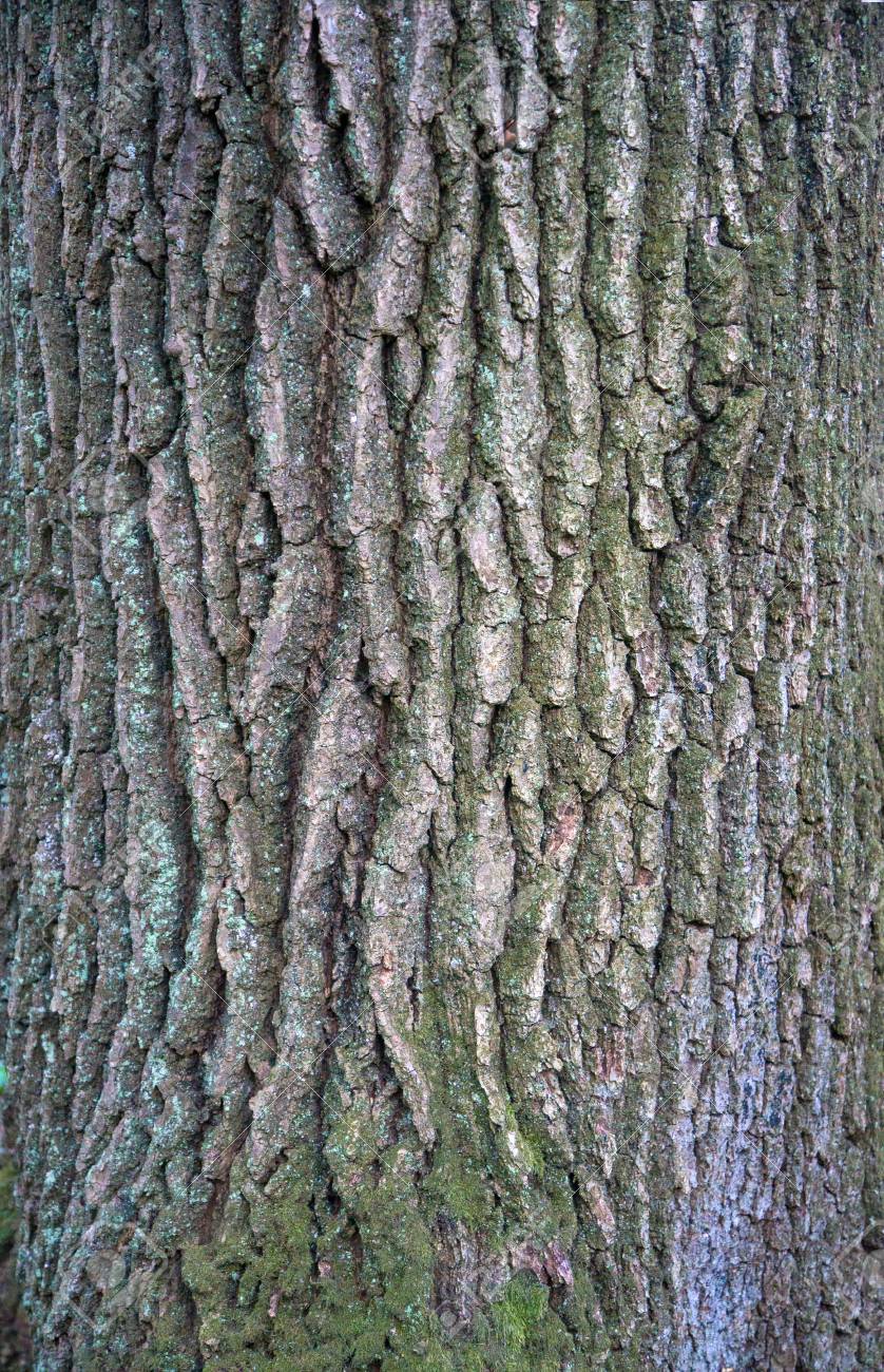 緑の苔 苔 白い雪が付いたオークの樹皮のレリーフテクスチャ 樹木樹皮テクスチャのイメージ の写真素材 画像素材 Image