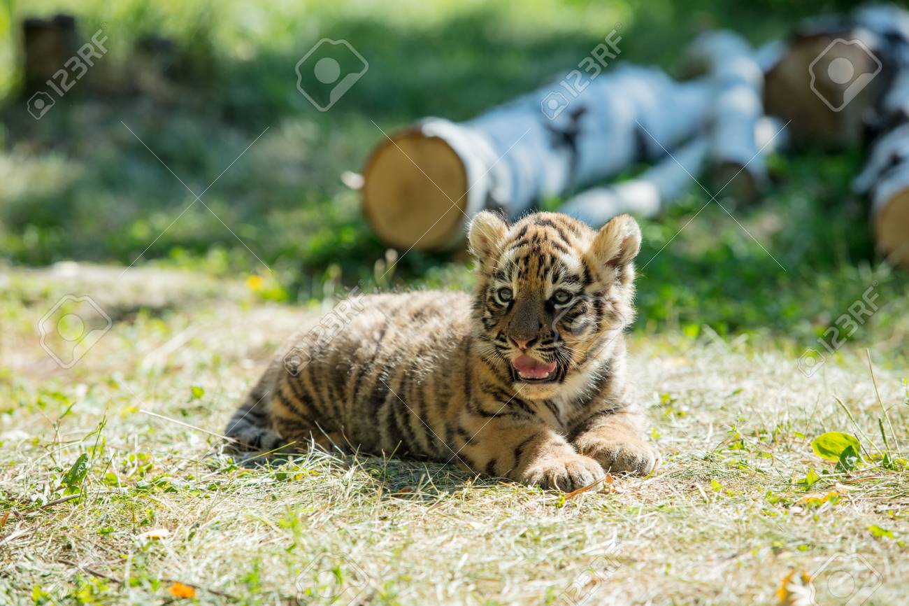 Little cub tiger in the wild on the grass cute and funny - 106696393 Little cub tiger in the wild on the grass cute and funny - 106696393