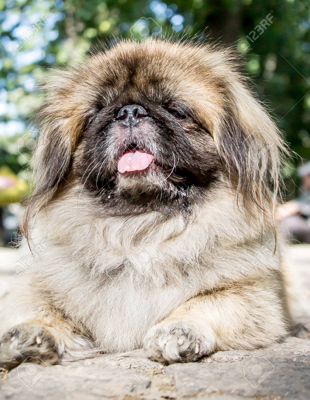 日本のヒン犬 の写真素材 画像素材 Image