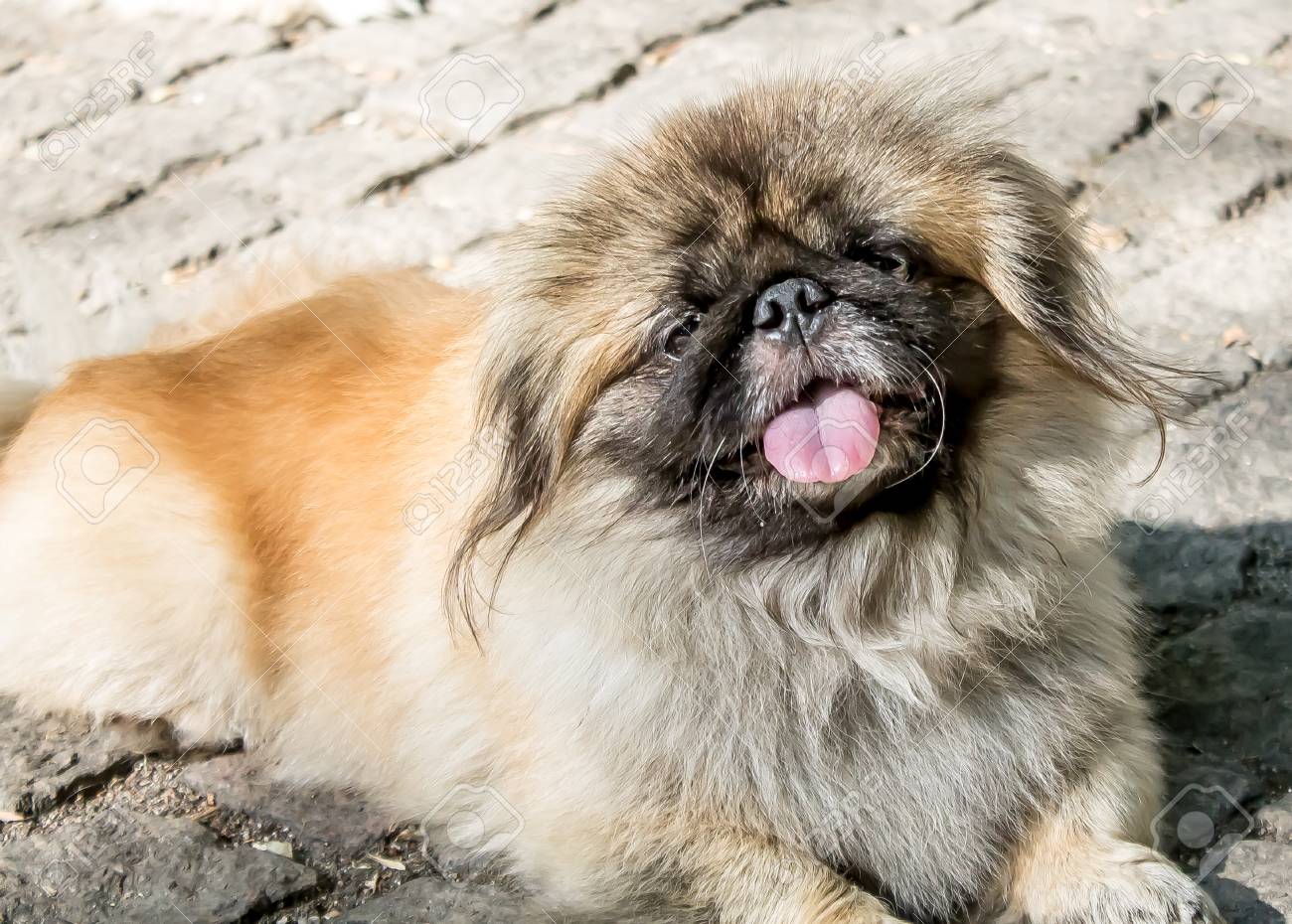 日本のヒン犬 の写真素材 画像素材 Image