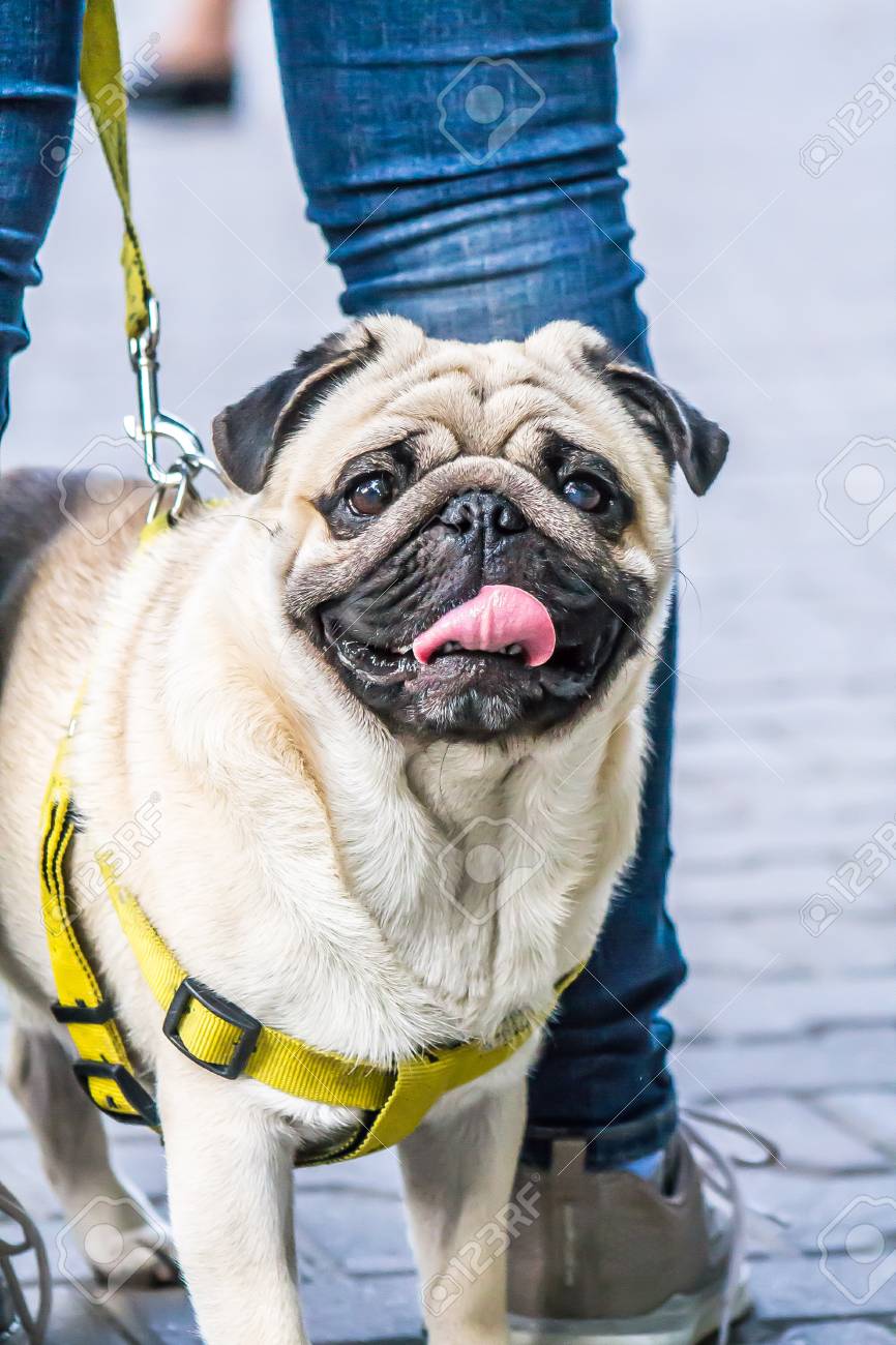 pug leash