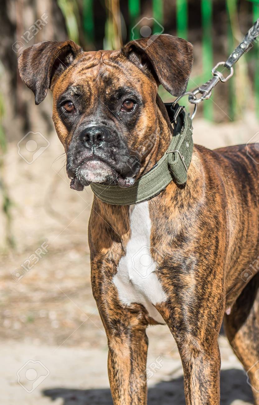 Chien De Couleur Bringé Chien Boxer De Couleur Bringé