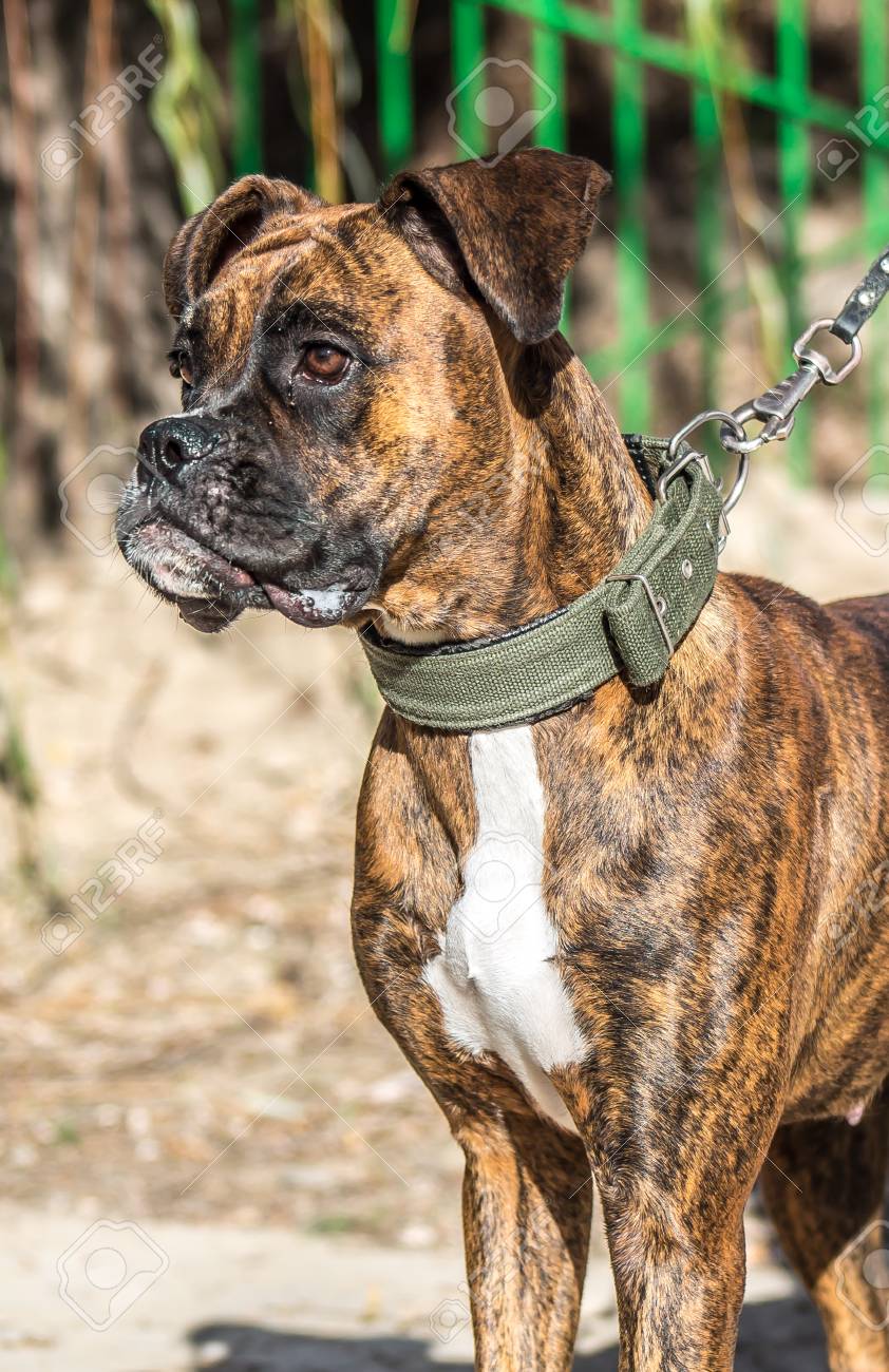 brindle dog collar