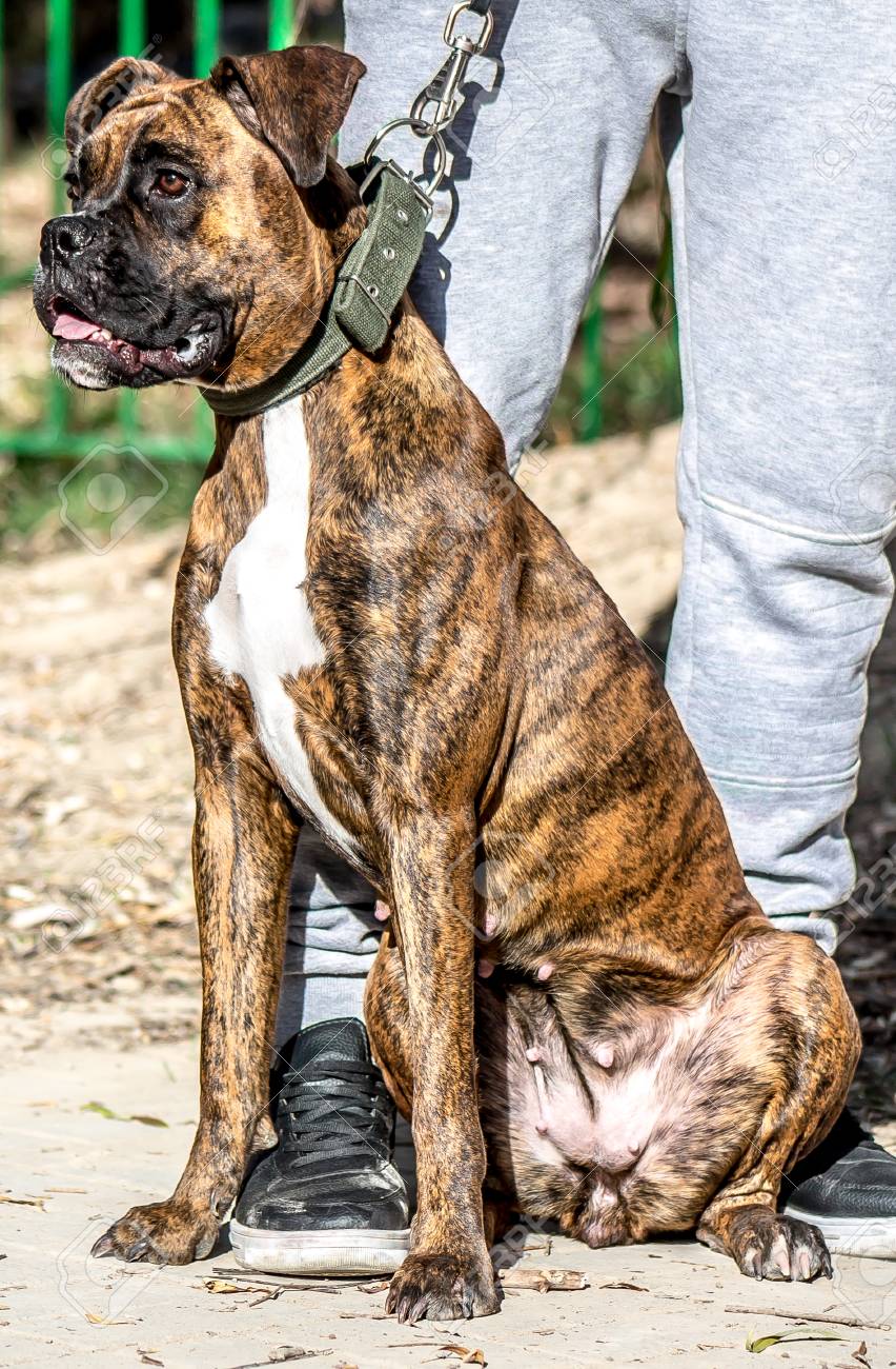 Dog Bulldog Of Brindle Color In The Street Stock Photo Picture And Royalty Free Image Image 93620478