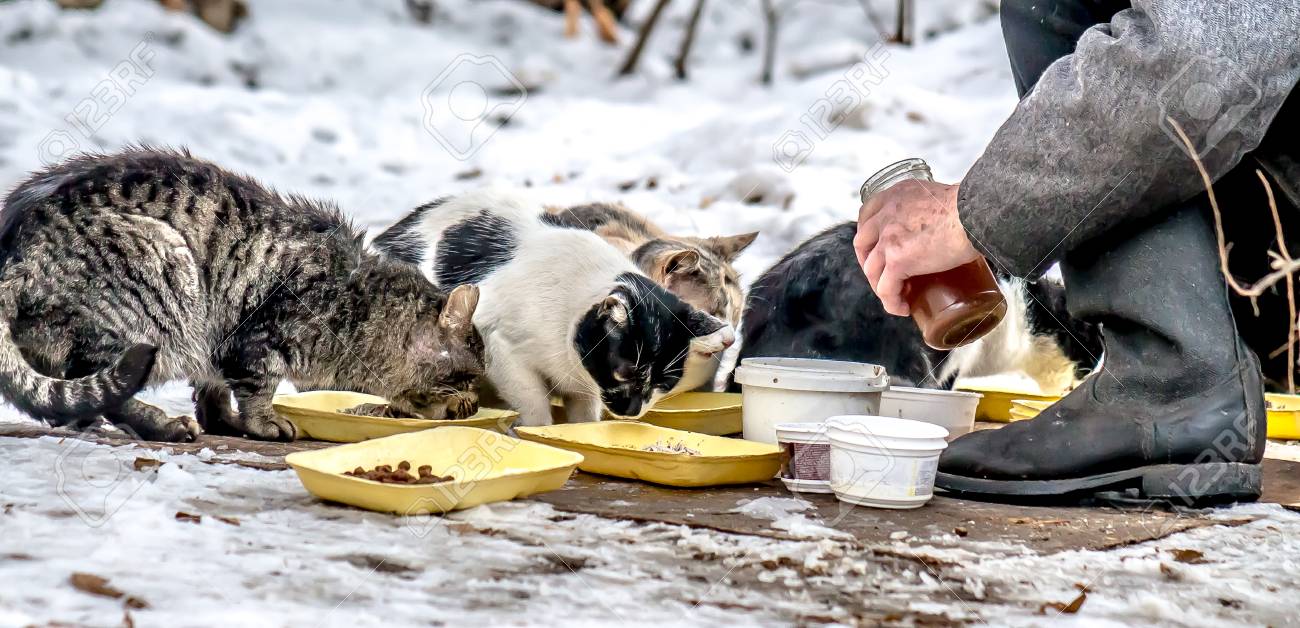 feeding a stray cat