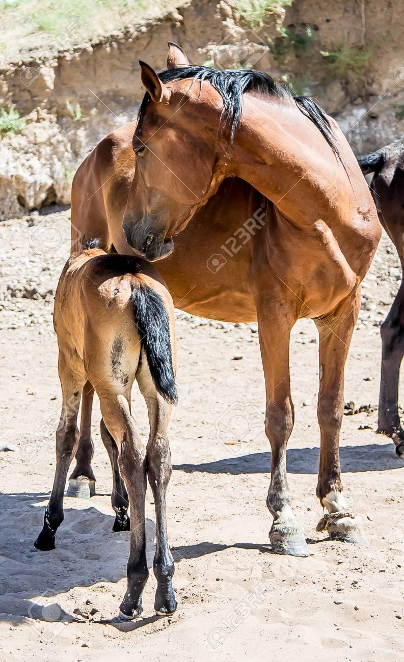 a horse with a foal in the sand foto royalty free gravuras imagens