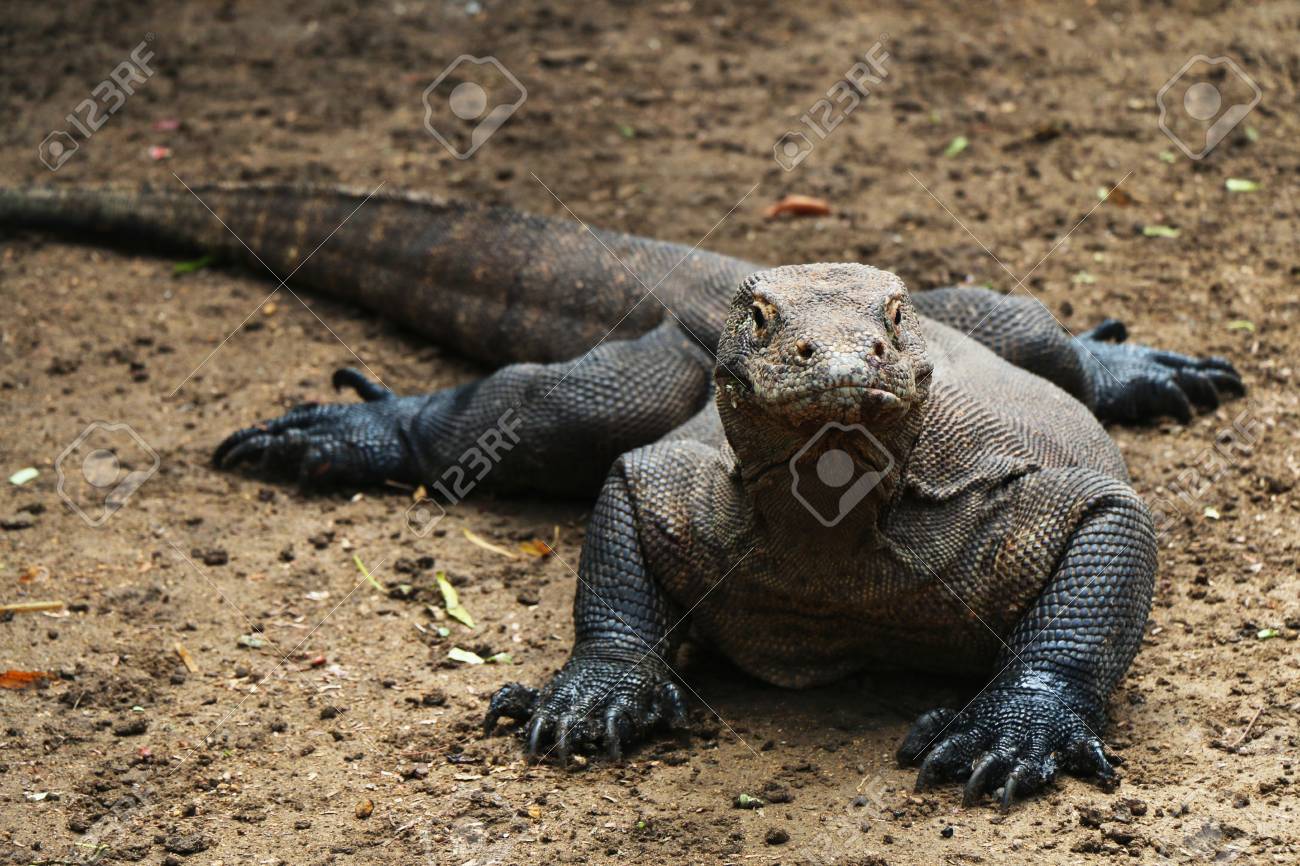 インドネシア コモド島の茶色の土のコモドドラゴン正面 の写真素材 画像素材 Image