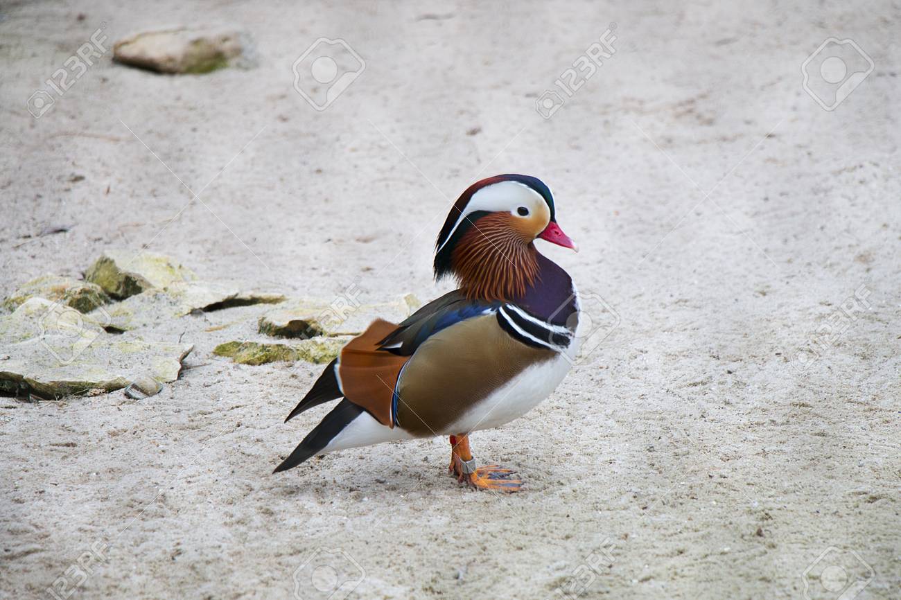 Permanent Oiseau Coloré Exotique Bec Rouge Canard Mandarin Aix Galericulata