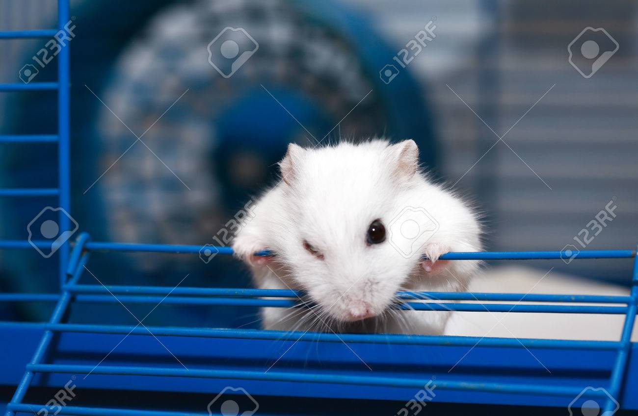 hamster outside cage
