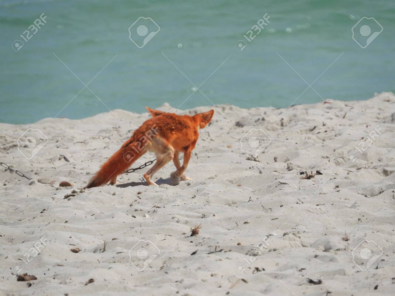 etiam-dictum-ipsum-a-felis