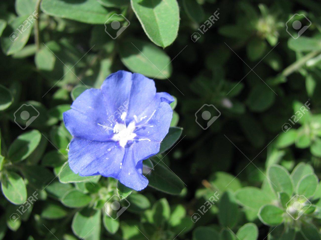 ブルーの目をくらませる ハワイアン青い目 Evolvulus アオムシサムライコマユバチ の写真素材 画像素材 Image