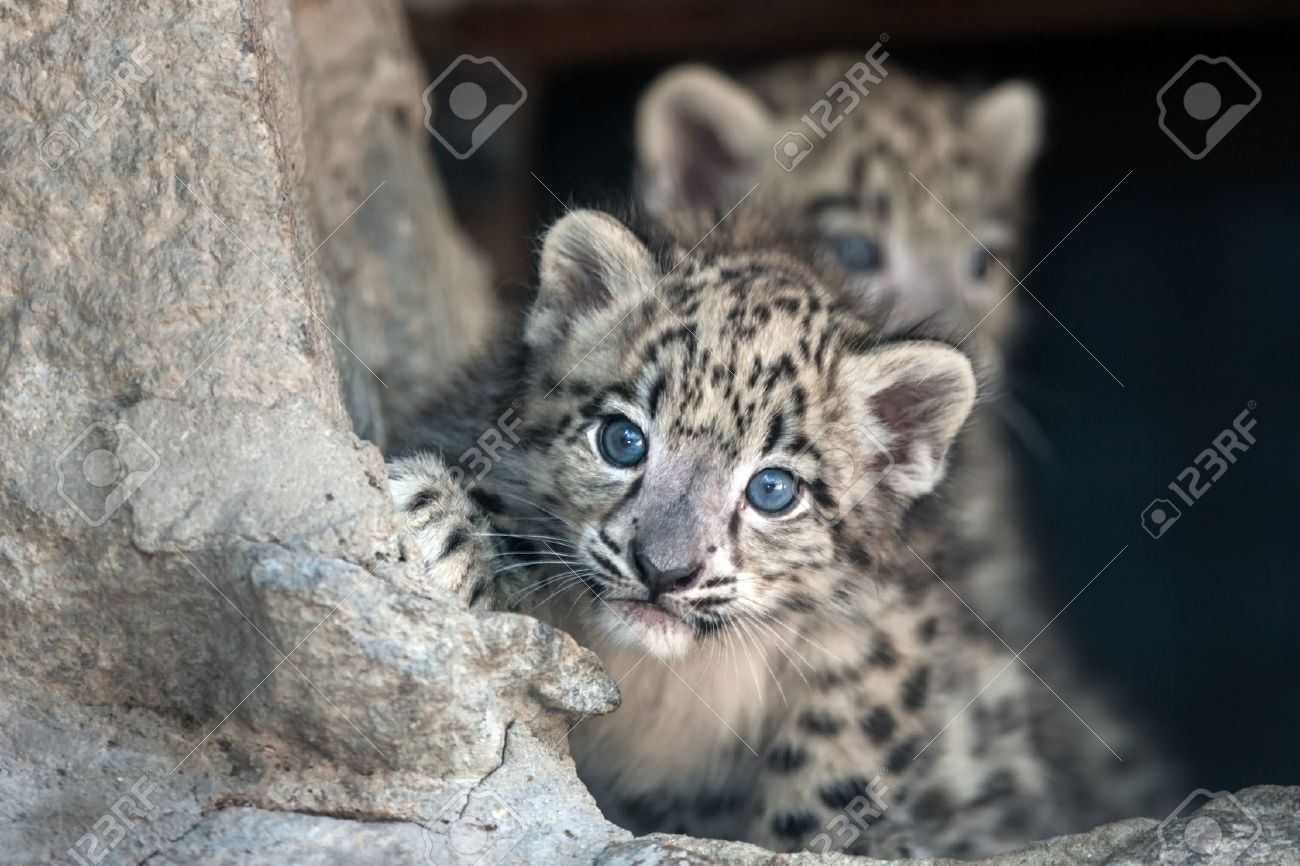 ユキヒョウの赤ちゃんの肖像画の写真素材・画像素材 Image 62692264