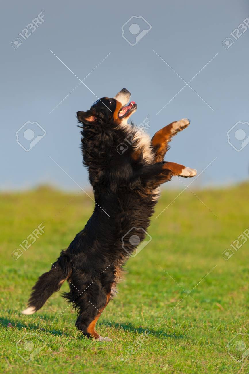 bernese mountain dog playing