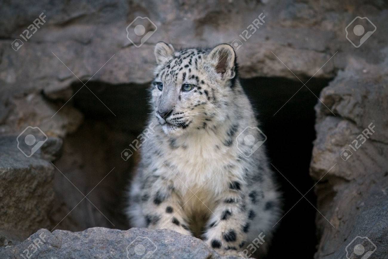 Mignon Leopard Des Neiges Bebe Assis Sur Le Rocher Banque D Images Et Photos Libres De Droits Image