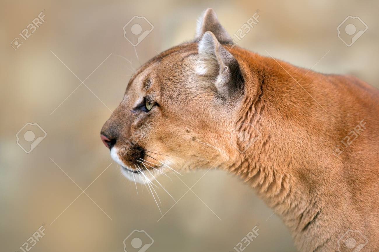 puma de profil