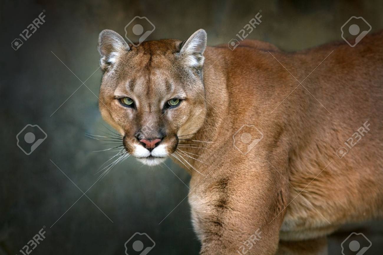 de puma