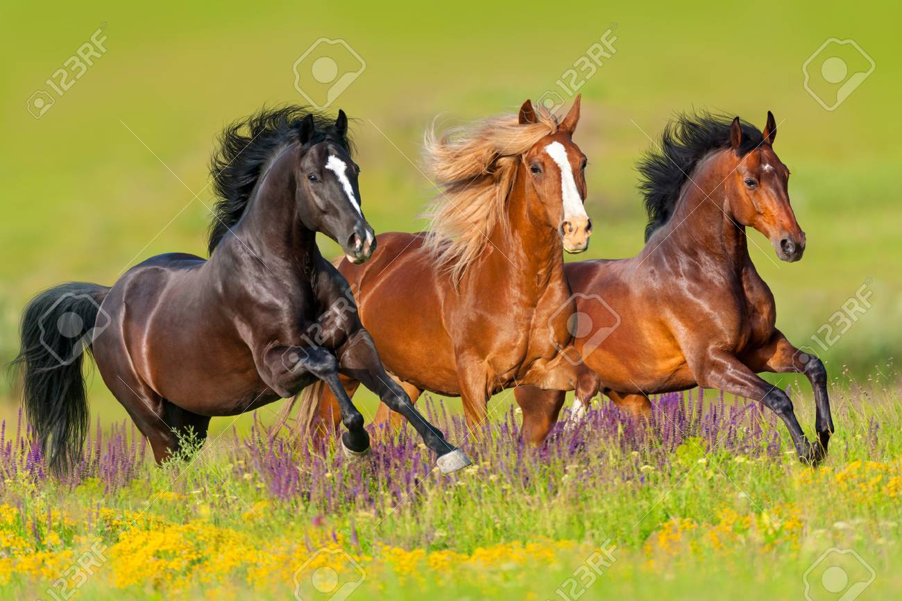 Les Chevaux Courent Au Galop Dans Le Pré De Fleurs - 