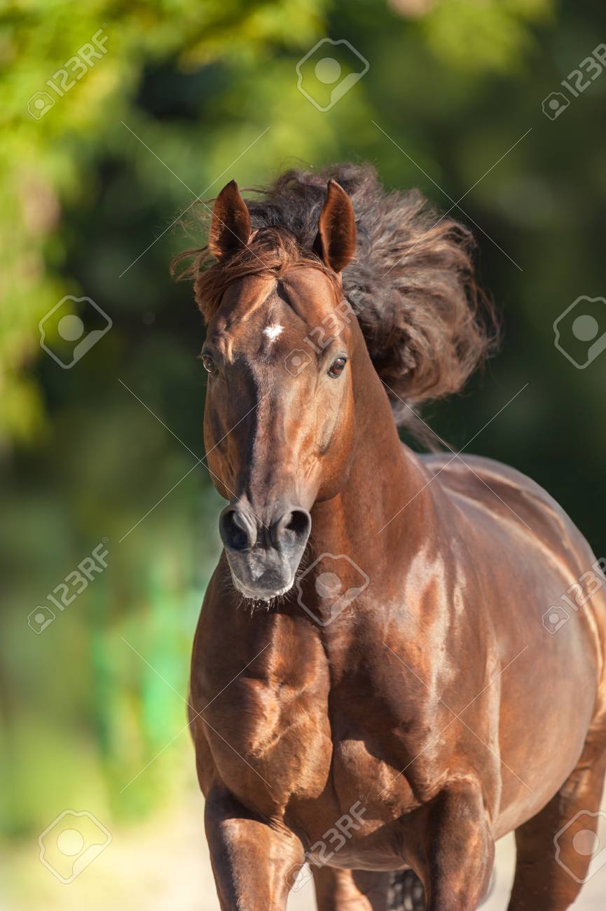 長いたてがみを持つ赤馬 の写真素材 画像素材 Image