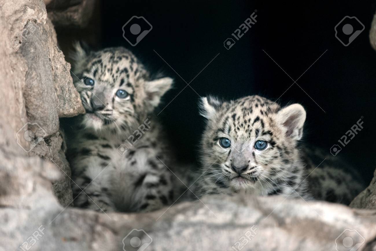 Leopard Babyportrat Mit Zwei Nettes Schneeleoparden Lizenzfreie Fotos Bilder Und Stock Fotografie Image
