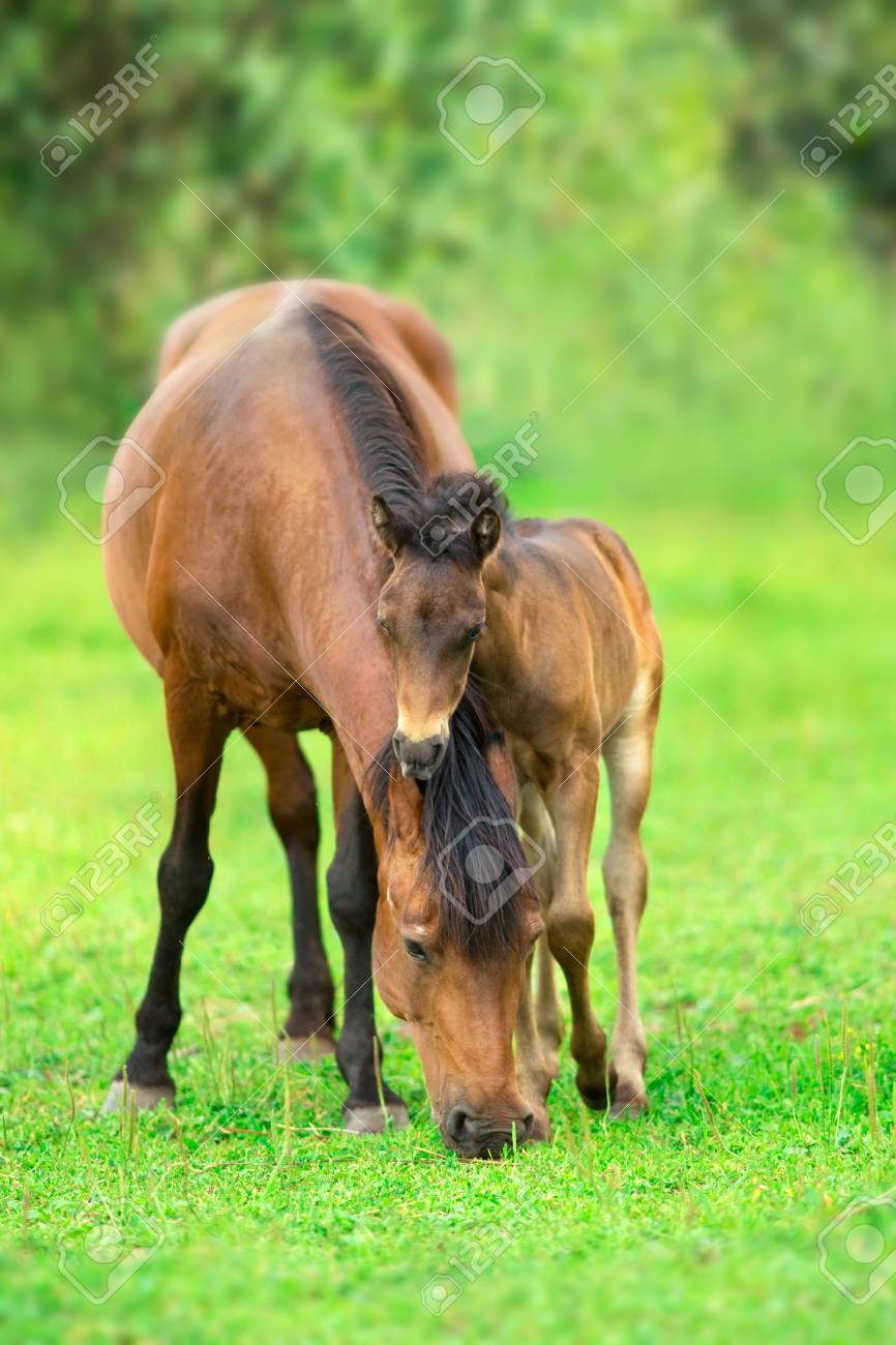Bay little foal and mare on summer pasture rest and grazing - 113595376 Bay little foal and mare on summer pasture rest and grazing - 113595376