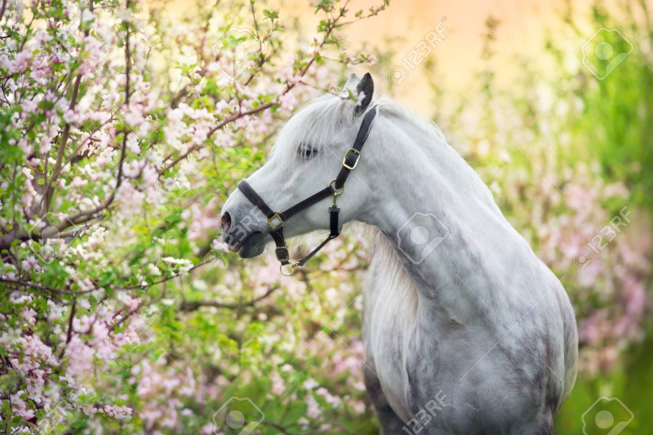 pink spring horse