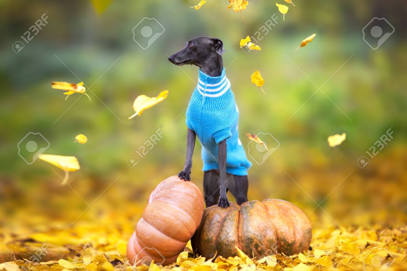 greyhound pumpkin