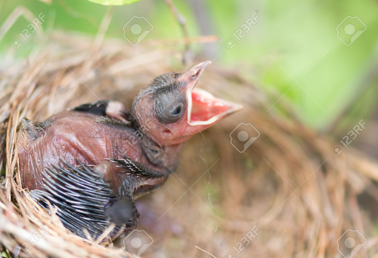 Oisillon Affame Dans Un Nid Vouloir La Mere A Venir Et De Les Nourrir Banque D Images Et Photos Libres De Droits Image