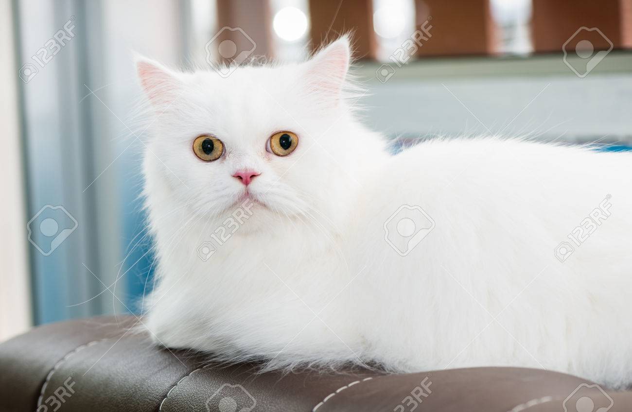 Mignon Blanc Chat Persan Assis Sur Le Canapé
