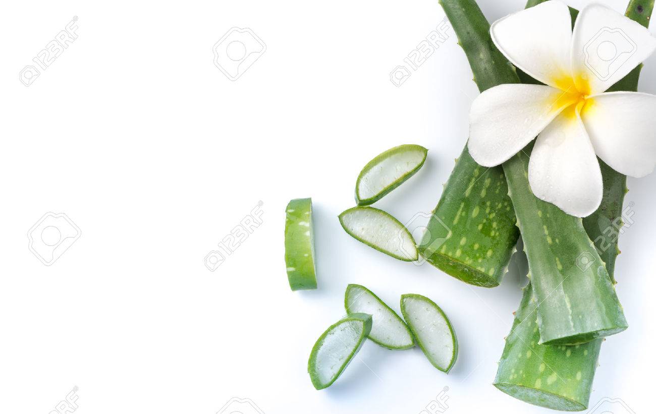 Aloe Vera Sliced Isolated On White Background Stock Photo Picture And Royalty Free Image Image