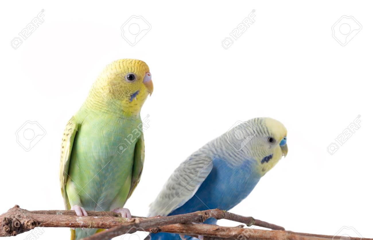 Perruche Jaune Et Bleu Melopsittacus Undulatus Isolé Sur Fond Blanc Cet Oiseau Est Une Belle Couleur Et Populaire Comme Animal De Compagnie à La