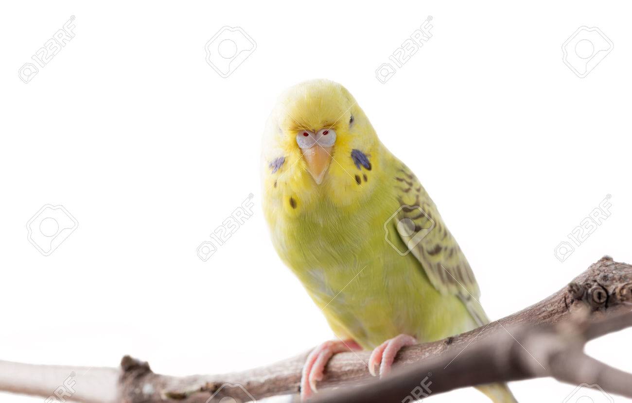 黄色のセキセイインコ鳥ジアルディア 白い背景の選択と集中に分離されたカラフルな鳥 の写真素材 画像素材 Image